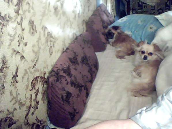 Продам щенка в фото 9