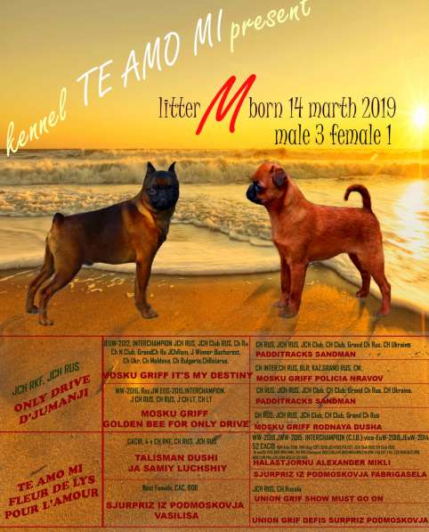 Перспективные щенки пти-брабансона в Калининграде фото 4