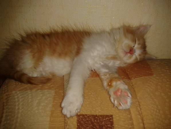 Рыже -белая котейка в Тюмени фото 6