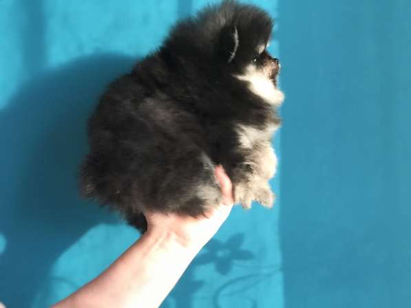 Pomeranian spitz. Black tan girl в фото 6
