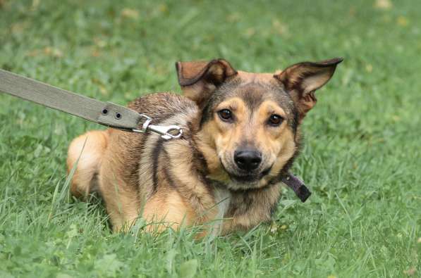 Очаровательная собачка компактного размера в Санкт-Петербурге фото 38