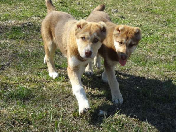 Продаются щенки САО(алабаи),от отарников Таджикистана в Владимире фото 9