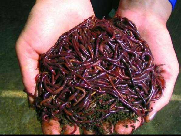 Продам: красный калифорний червь для рыбалки и гумуса
