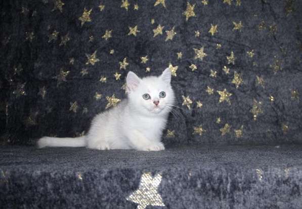 Котенок британец драгоценного окраса BRI ns11 в Новосибирске фото 3