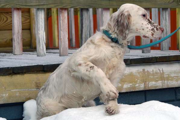 Английский сеттер щенки из элитного питомника в Москве фото 194