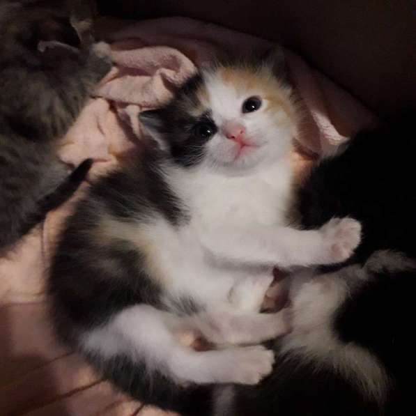 Котята в Перми фото 7
