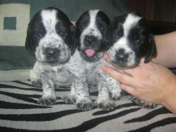 Спаниель щенки