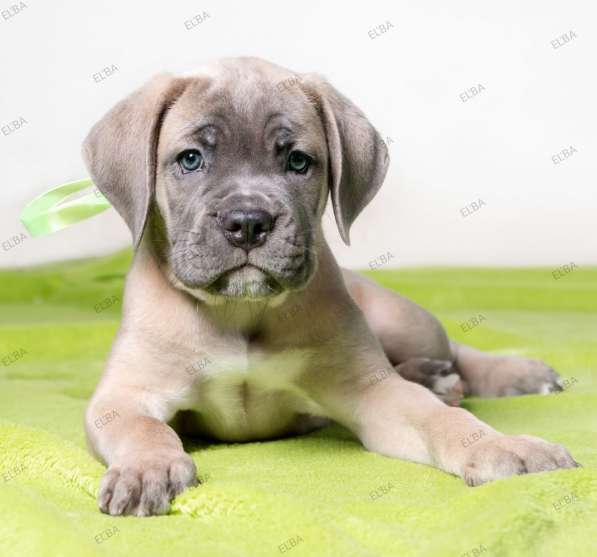 Кане - Корсо. Форментино в фото 7