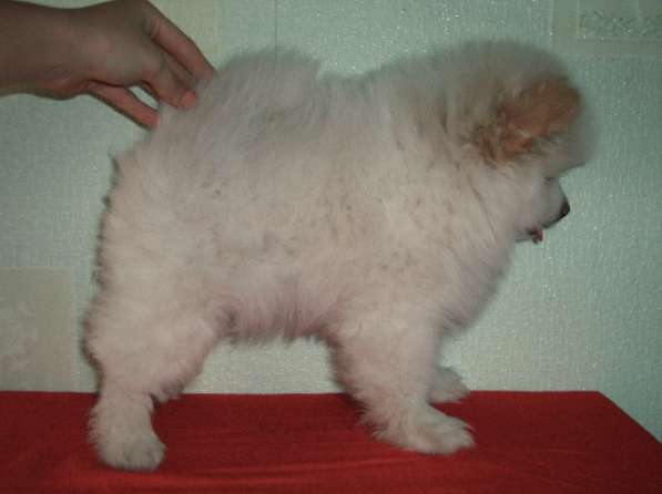 Лисята в Ростове-на-Дону фото 11