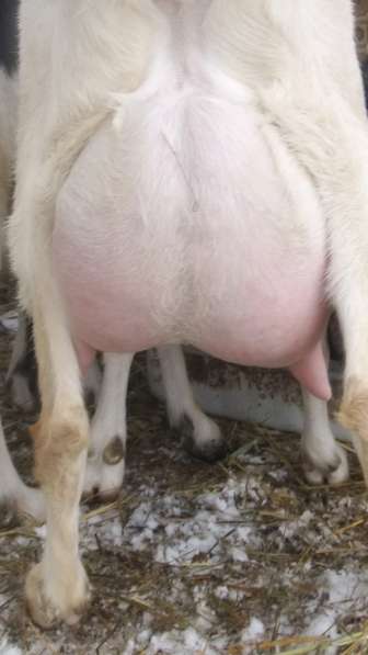 Чистопородные зааненские козлики в Голицыне фото 30