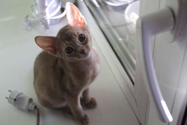 Котята в Костроме фото 10