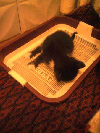 Черный котенок 1.5 мес. в Барнауле фото 5