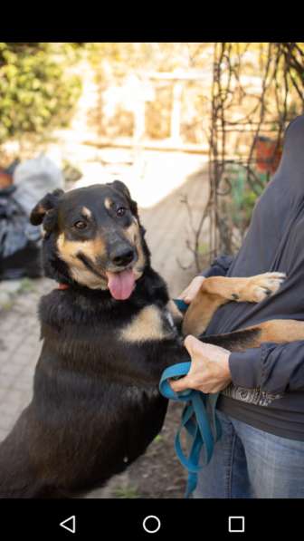 Красавица Лора в добрые руки в Москве фото 7