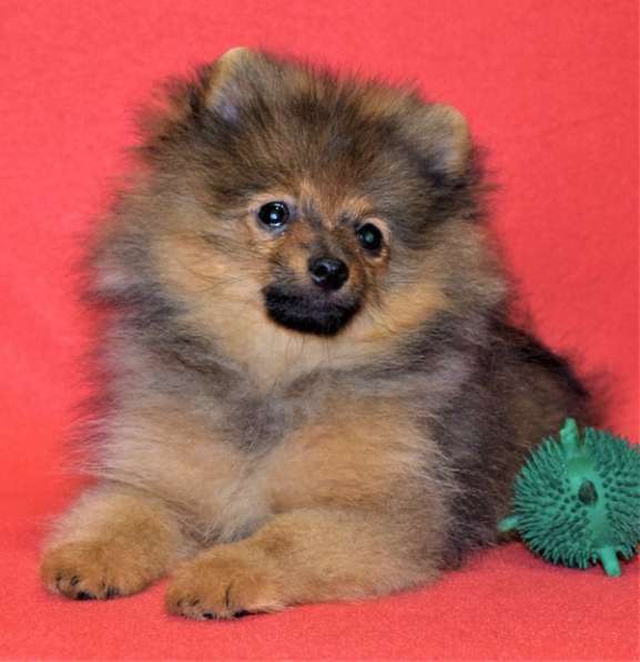 Очаровашка в Одинцово фото 12