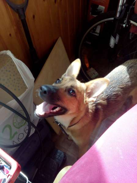 Дана, 1 год, ищет дом! в Раменское фото 7