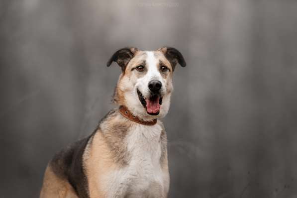 Молодой энергичный Майор ищет семью в Москве фото 21