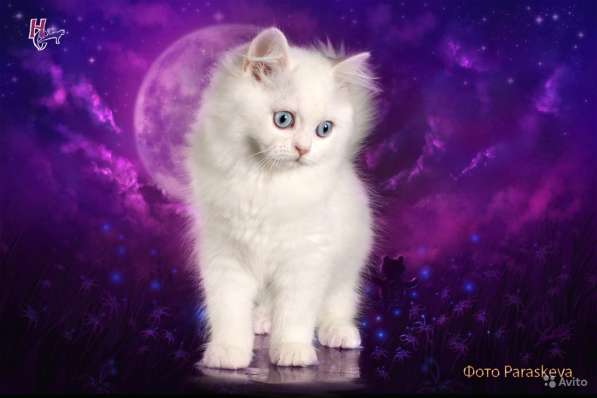Котенок - счастье в дом в Санкт-Петербурге фото 10