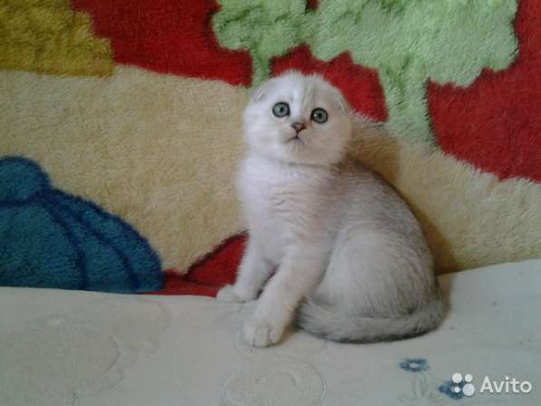 Коты на вязку котята-вислоухие и прямоухие в Костроме фото 6