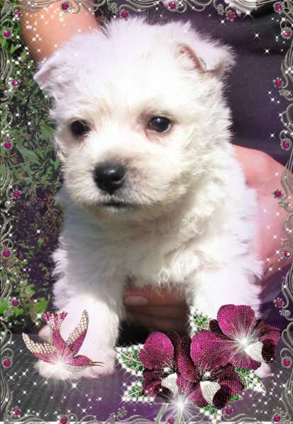 Вест Хайленд Вайт Терьер - щенки