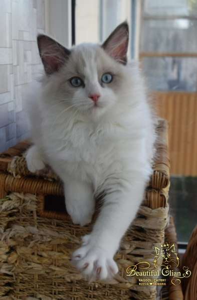 Котёнок рэгдолл в Москве фото 19