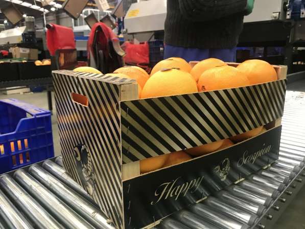 Продаем апельсин в Москве фото 4