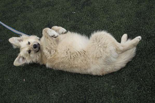 Небольшой как игрушечка пёсик в Санкт-Петербурге фото 11