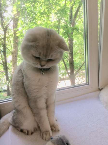 Британец на вязку