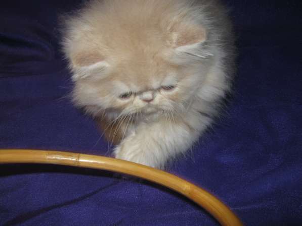 Персидский котик в Симферополе