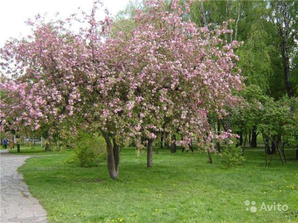 Яблоня Ева в Волгограде фото 3