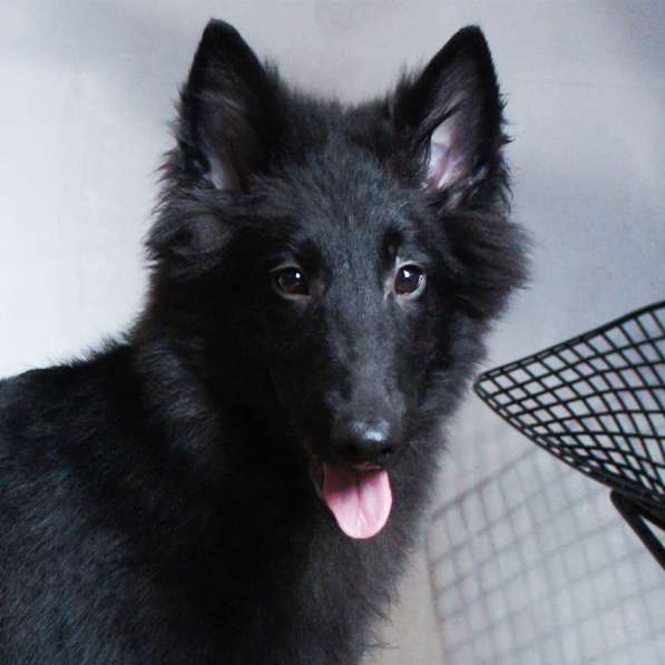 Щенки Грюнендаль и Тервюрен в Москве фото 9