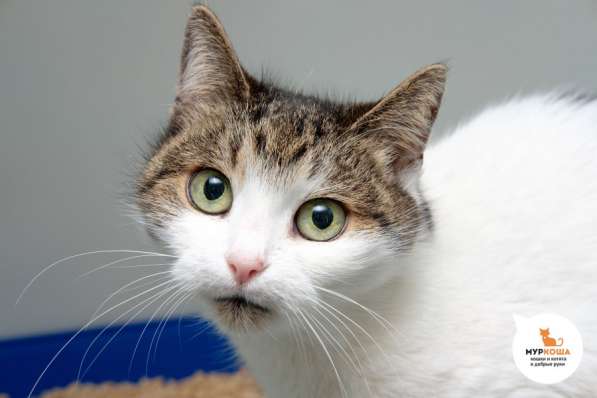 Невероятная кошечка Даша