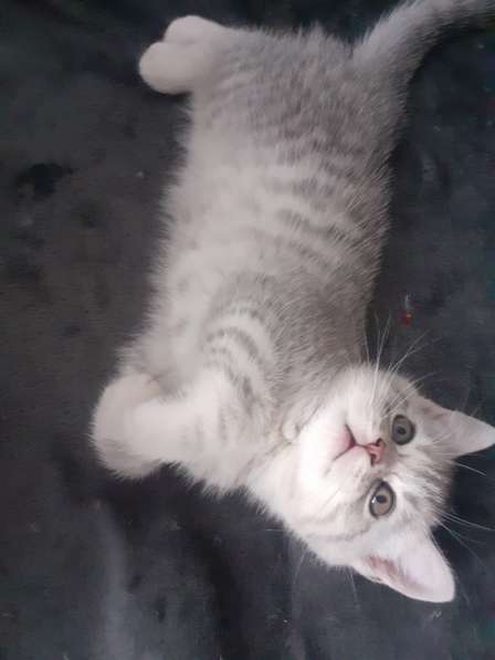 Британские котята в фото 15