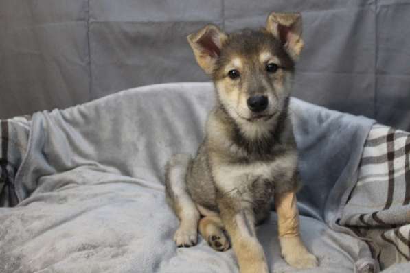 Черный щенок со звездочкой на груди в Санкт-Петербурге фото 9