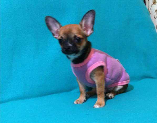 Чишки братишки в Москве фото 7