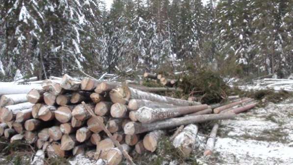Лесозаготовительная база в Костромской области в Краснодаре фото 4