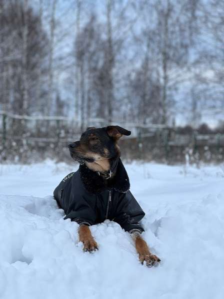 Гермес. Собака для частного дома в Москве