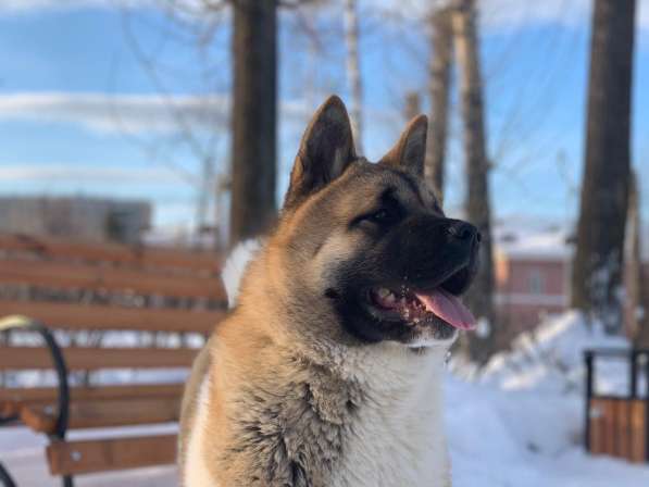 Акита в Ростове-на-Дону фото 40