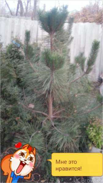 Продаю декоративные растения в 