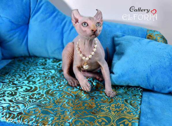 Котята Sphynx, Elf, Bambino, DWELF в фото 9