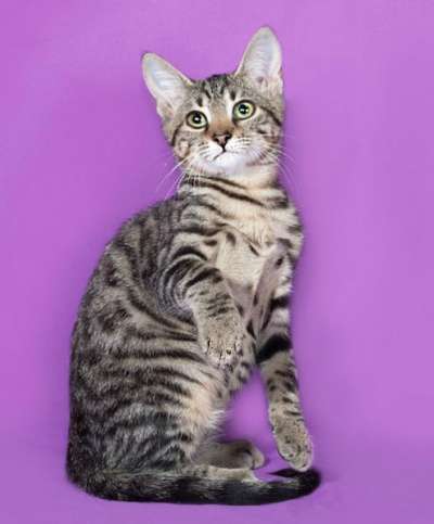 подросток Тигра очень хочет домой! в Санкт-Петербурге фото 7