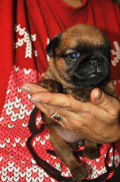 Малый брабансон рыжий мальчик в Москве фото 3