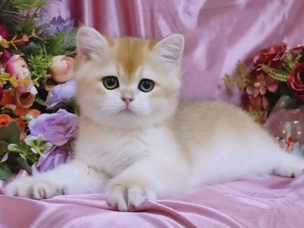 Британский золотой котята