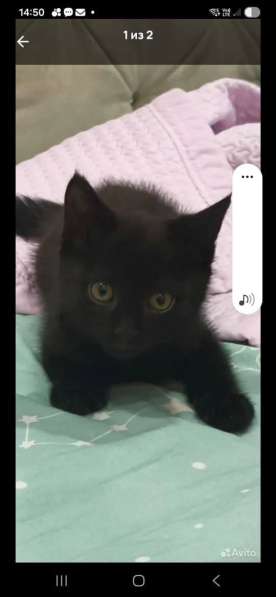 Отдам в добрые руки чёрного котенка