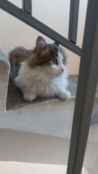 Кастрированный котик в добрые руки в Улан-Удэ фото 3