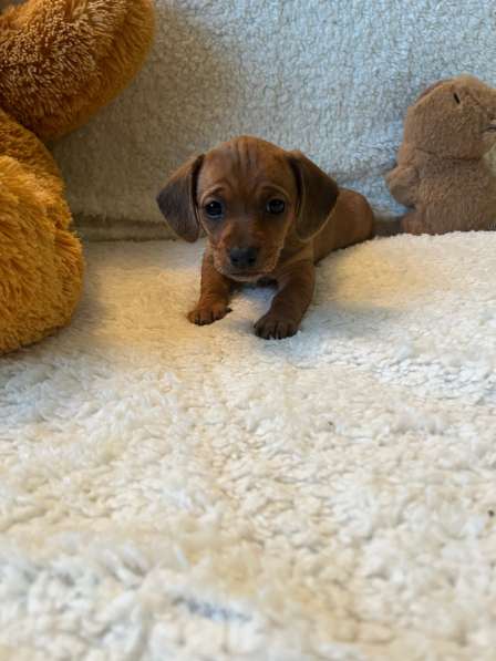 Такса в Уссурийске