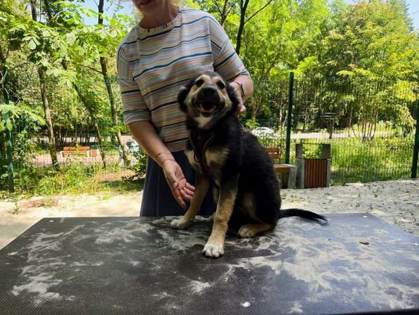 Хорошенький щенок с пушистыми ушками в Санкт-Петербурге фото 5