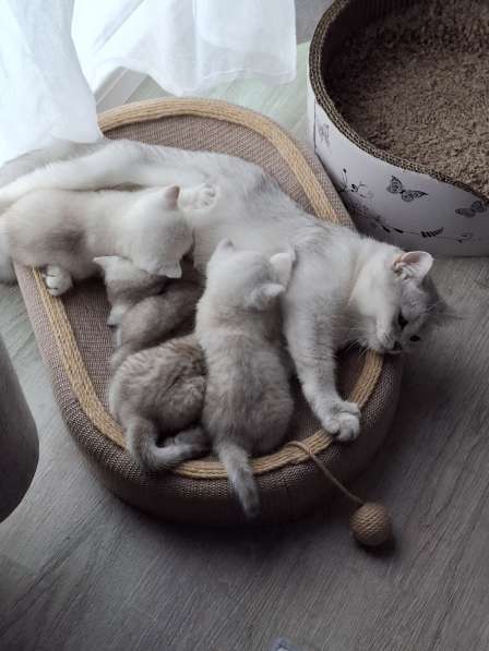 Британские котята в фото 8