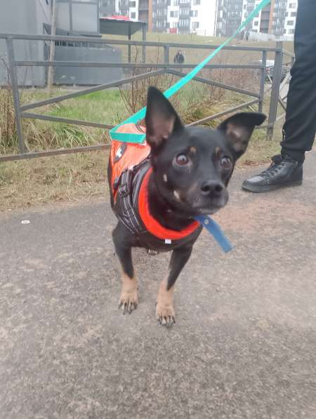 Маленький диванный пёсик, 6 кг в Санкт-Петербурге