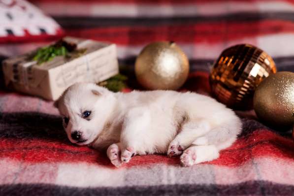 Открыта бронь на щенков хаски в Москве фото 17