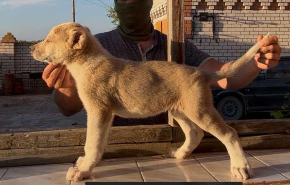 Кавказские волкодавы в Волгограде фото 9